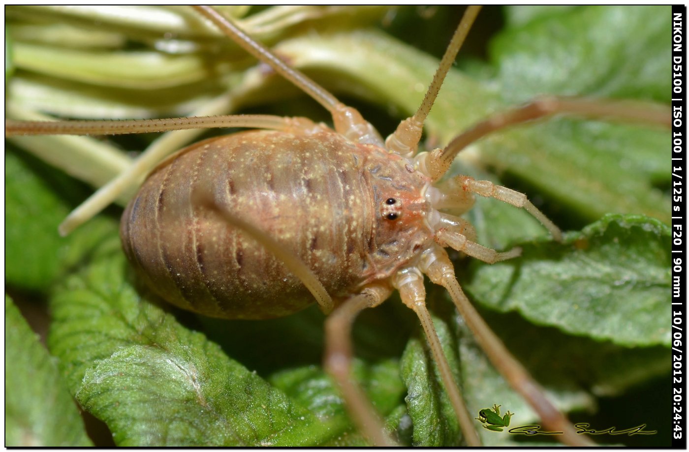 Opilio canestrinii da Villanova Monteleone No 170